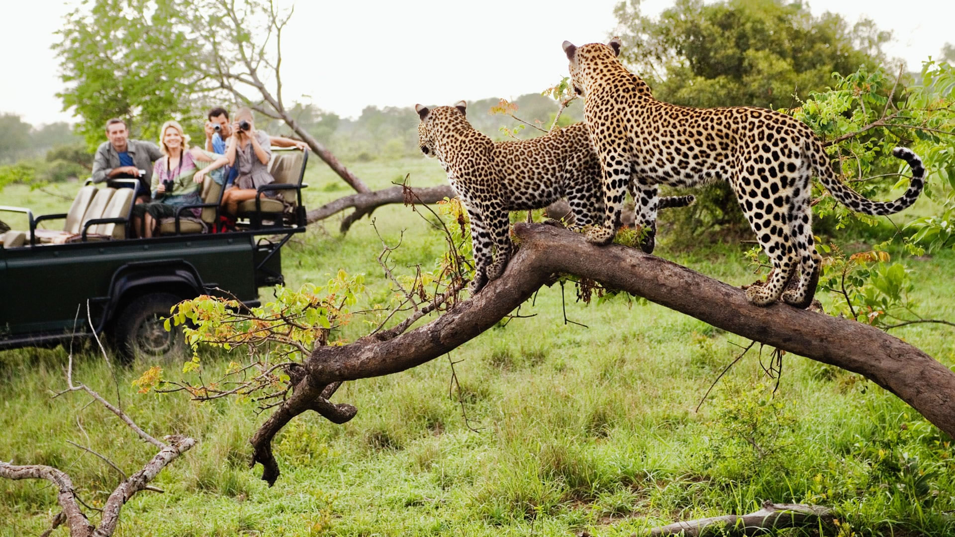 Victoria Falls, Chobe National Park and Kruger National Park Safari