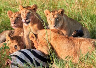 Maasai mara tour