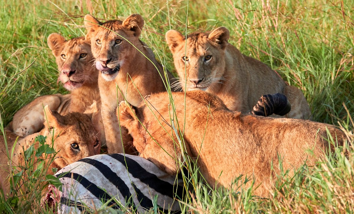 Read more about the article 8-Days Safari-Tsavo East, Amboseli, Naivasha & Masai Mara