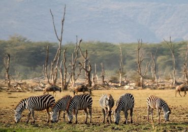 Lake_Manyara_Wildlife