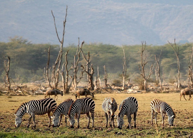 Read more about the article Lake Manyara National Park