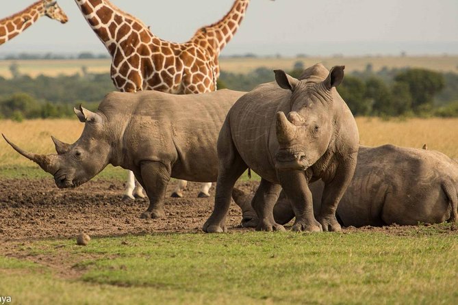 safaris in east africa