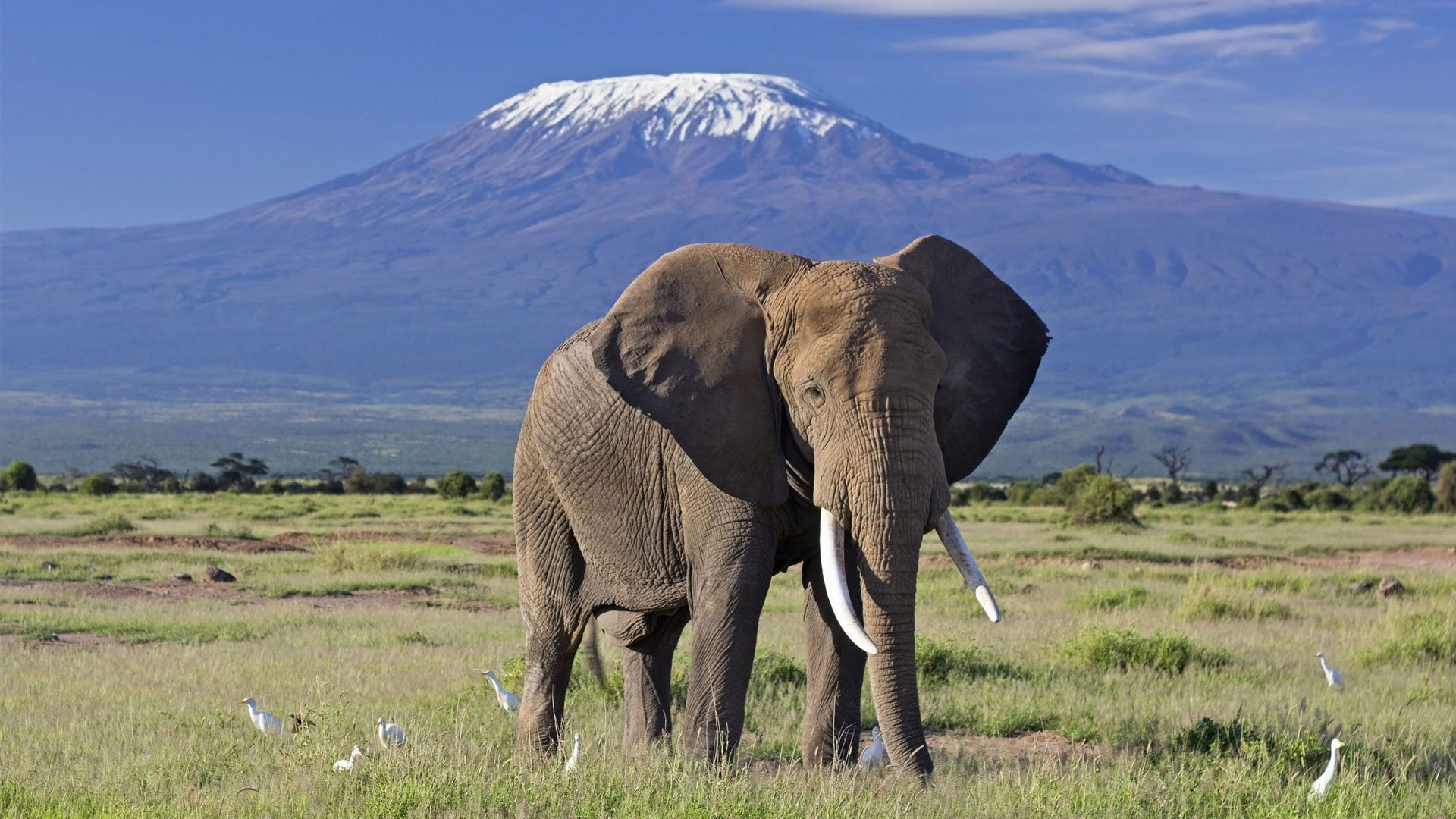 Read more about the article Amboseli National Park