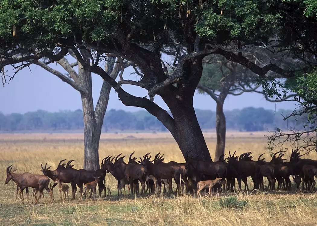 Read more about the article Katavi National Park