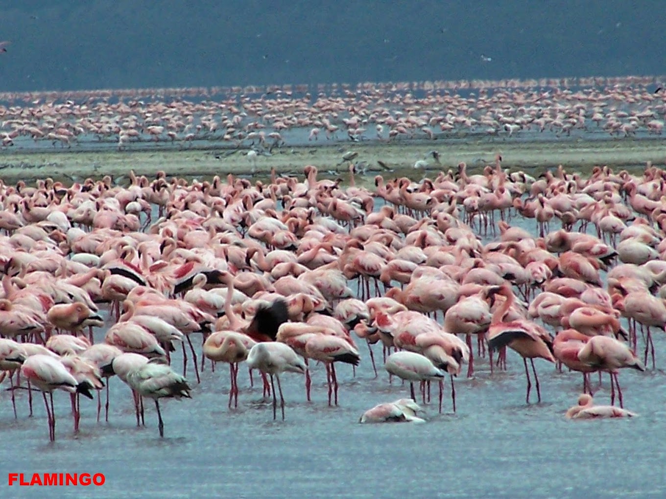 Read more about the article Lake Nakuru National Park