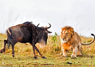 masai-mara-conservancies