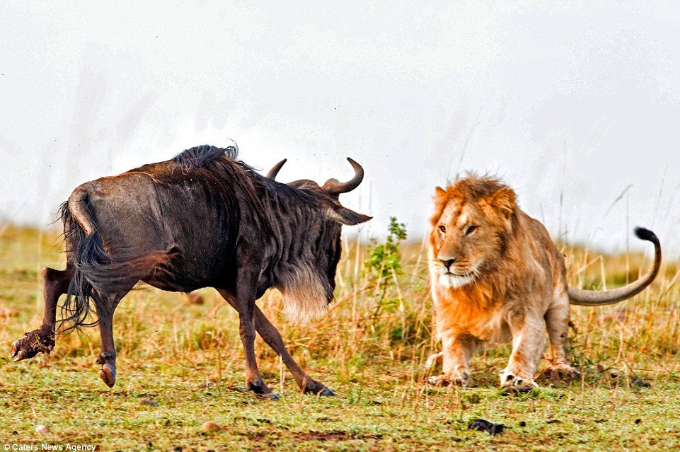 masai-mara-conservancies