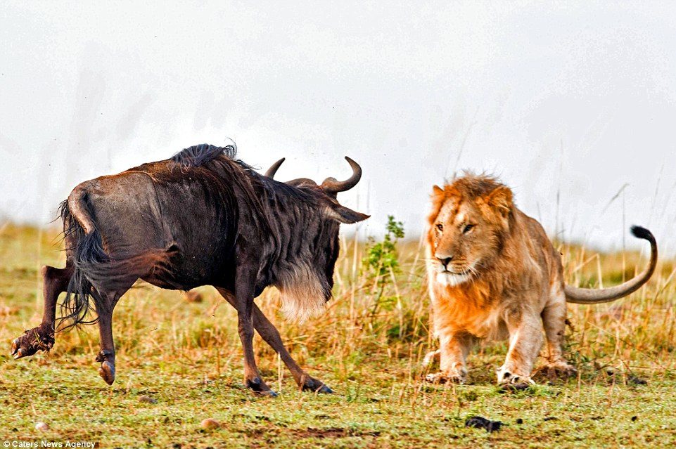 Read more about the article Big Five Animals and Other Wildlife to Spot in Kenya