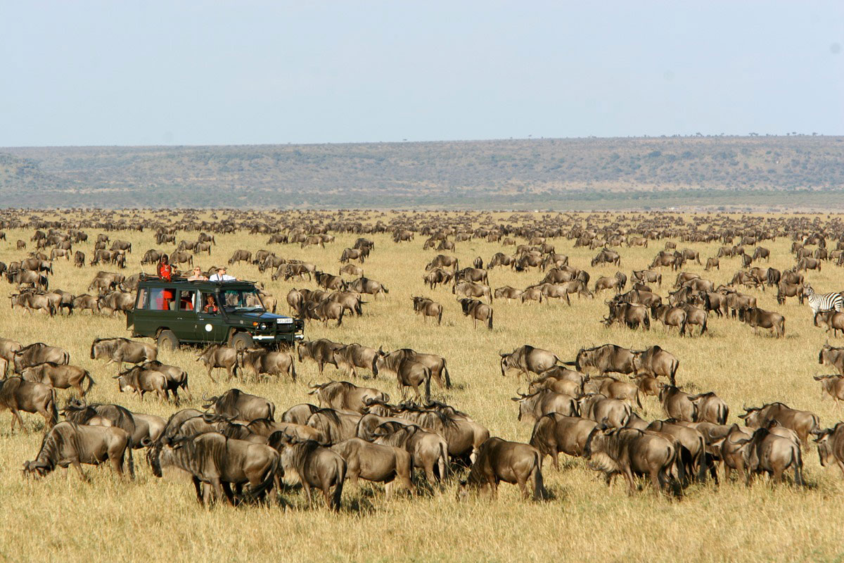 Read more about the article Maasai Mara National Reserve
