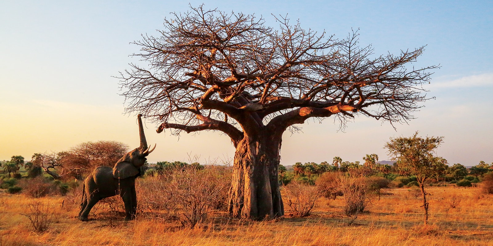 Read more about the article Ruaha National Park