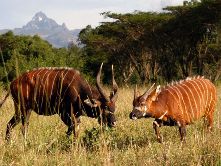 Read more about the article Samburu National Reserve