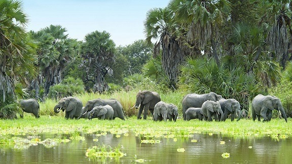 Read more about the article Selous Game Reserve