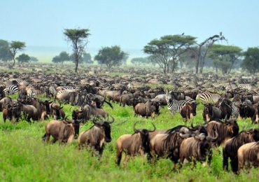 serengeti-national-park