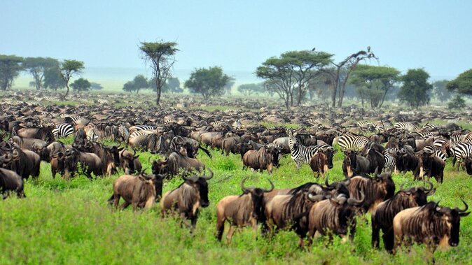 Read more about the article The Ultimate Kenya Safari Guide