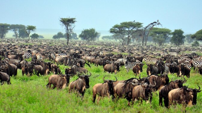 serengeti-national-park