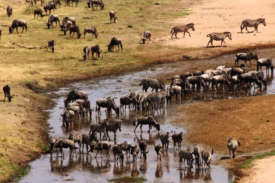 Read more about the article Best Time to Visit Kenya for a Safari