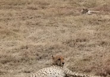 Read more about the article Solo, But Never Alone: 11-Day Kenya & Tanzania Safari