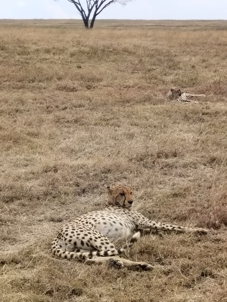 Cheetahs in Masai Mara Kenya